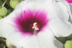 Ipomoea campanulata
