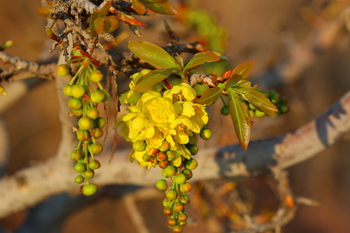 Peeling Plane (Ochna pulchra) · iNaturalist