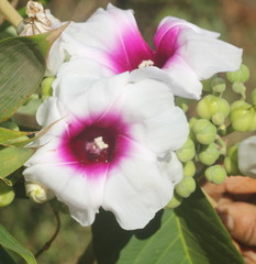 Ipomoea campanulata