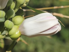 Ipomoea campanulata