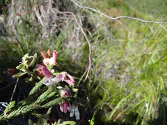 Erica pectinifolia