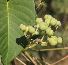 Ipomoea campanulata