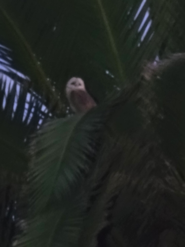 View observation of {o.common_name} on iNaturalist