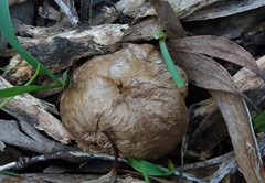 Lycoperdon scabrum
