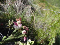 Erica pectinifolia