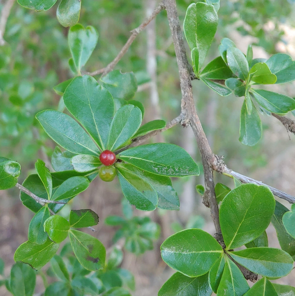Greenheart ebony (Rochefortia acanthophora)