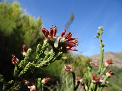 Erica pectinifolia