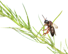 Triepeolus rufithorax