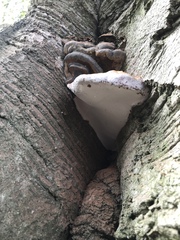 Ganoderma pfeifferi
