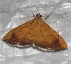 Hyalobathra