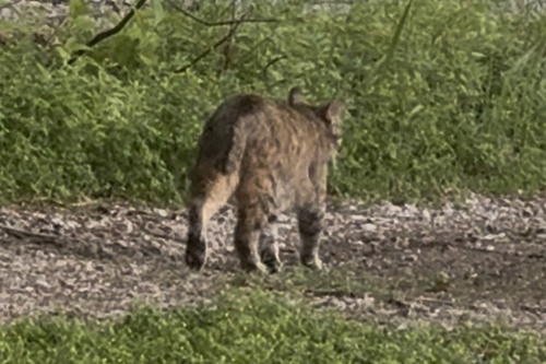 Bobcat photographed in Illinois