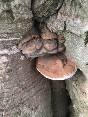 Ganoderma pfeifferi