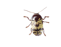 Cryptocephalus irroratus