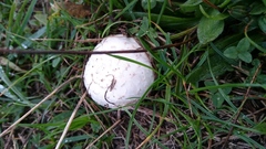 Agaricus bisporus