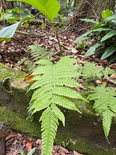 Thelypteris castanea iNat (3)