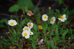 Dryas alaskensis