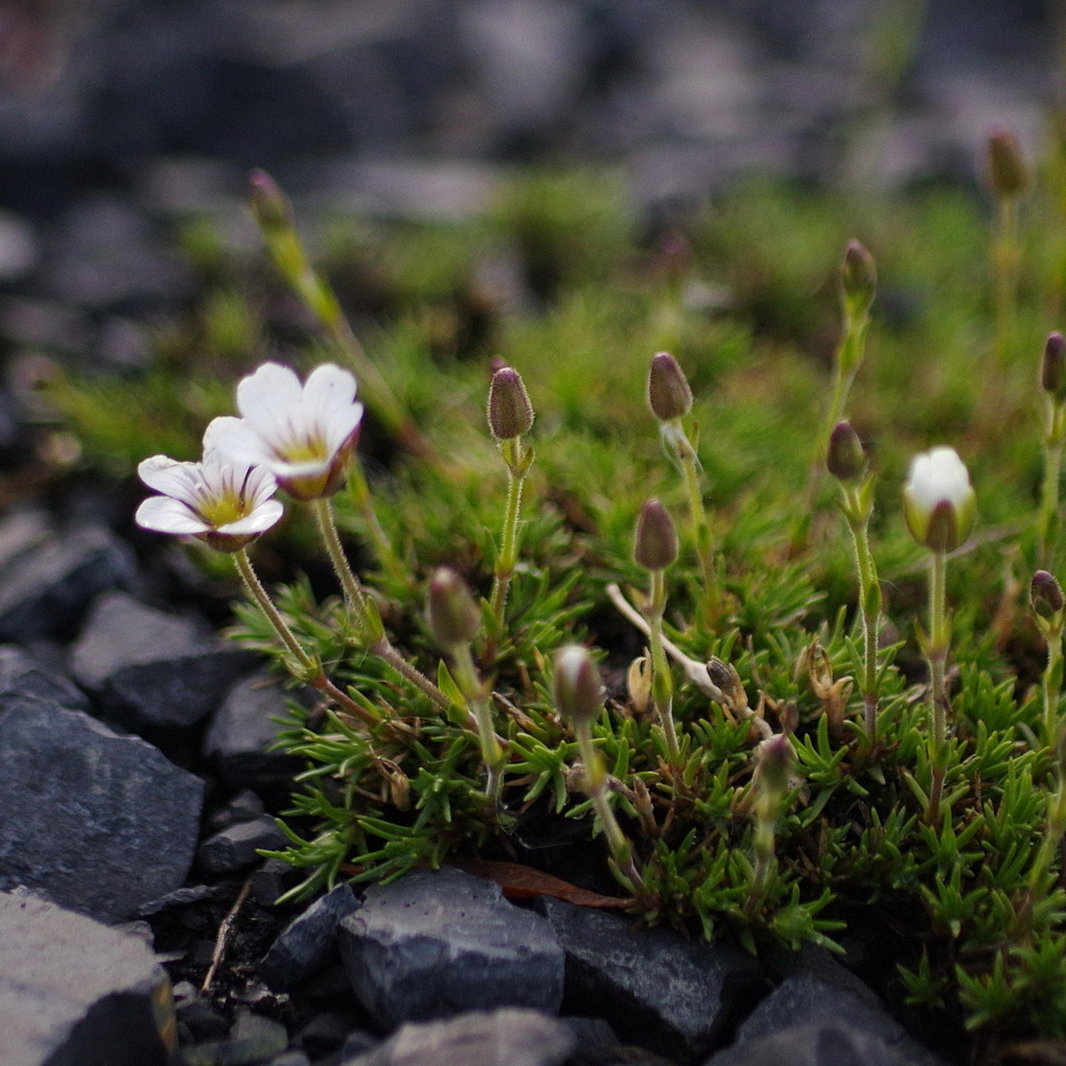 Arctic Stitchwort