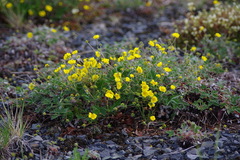 Potentilla subvahliana