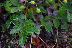 Potentilla subvahliana
