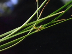 Carex radiata