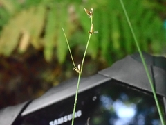 Carex radiata