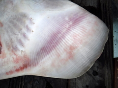 Glaucostegus cemiculus