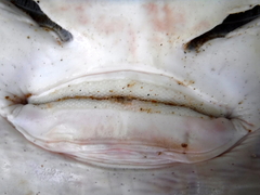 Glaucostegus cemiculus