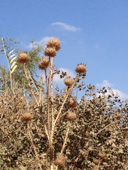 Onopordum cynarocephalum