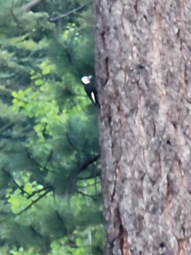 Northern White-headed Woodpecker