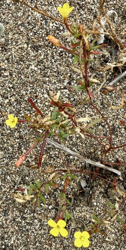 sandysoil suncup (Camissonia strigulosa)