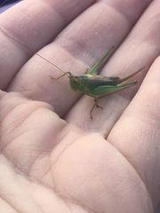 Conocephalus spartinae