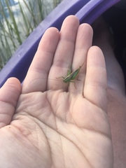 Conocephalus spartinae