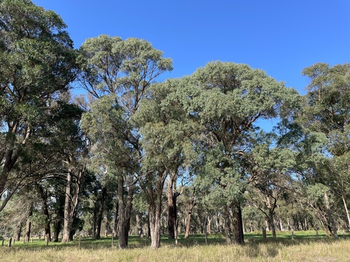 Eucalyptus nicholii, 2025-05-25