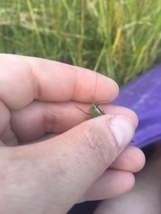 Conocephalus spartinae