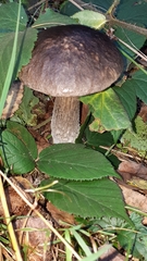 Leccinum scabrum melaneum