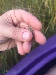 Conocephalus spartinae