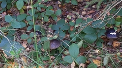 Leccinum scabrum melaneum