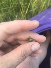 Conocephalus spartinae