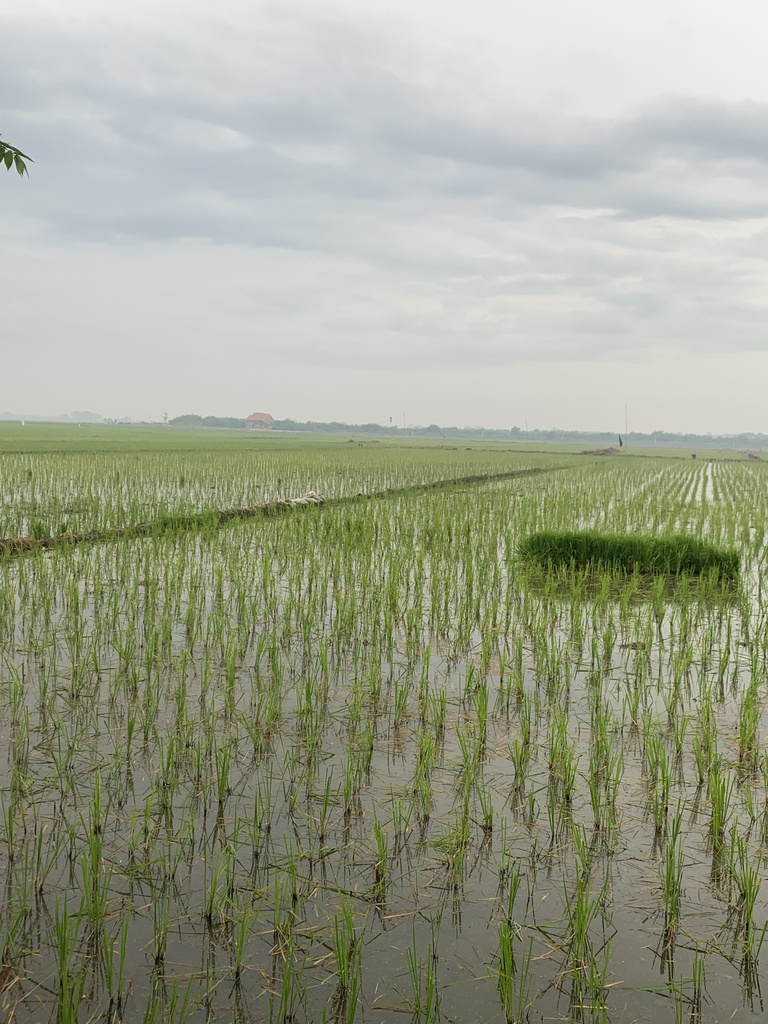Oryza sativa