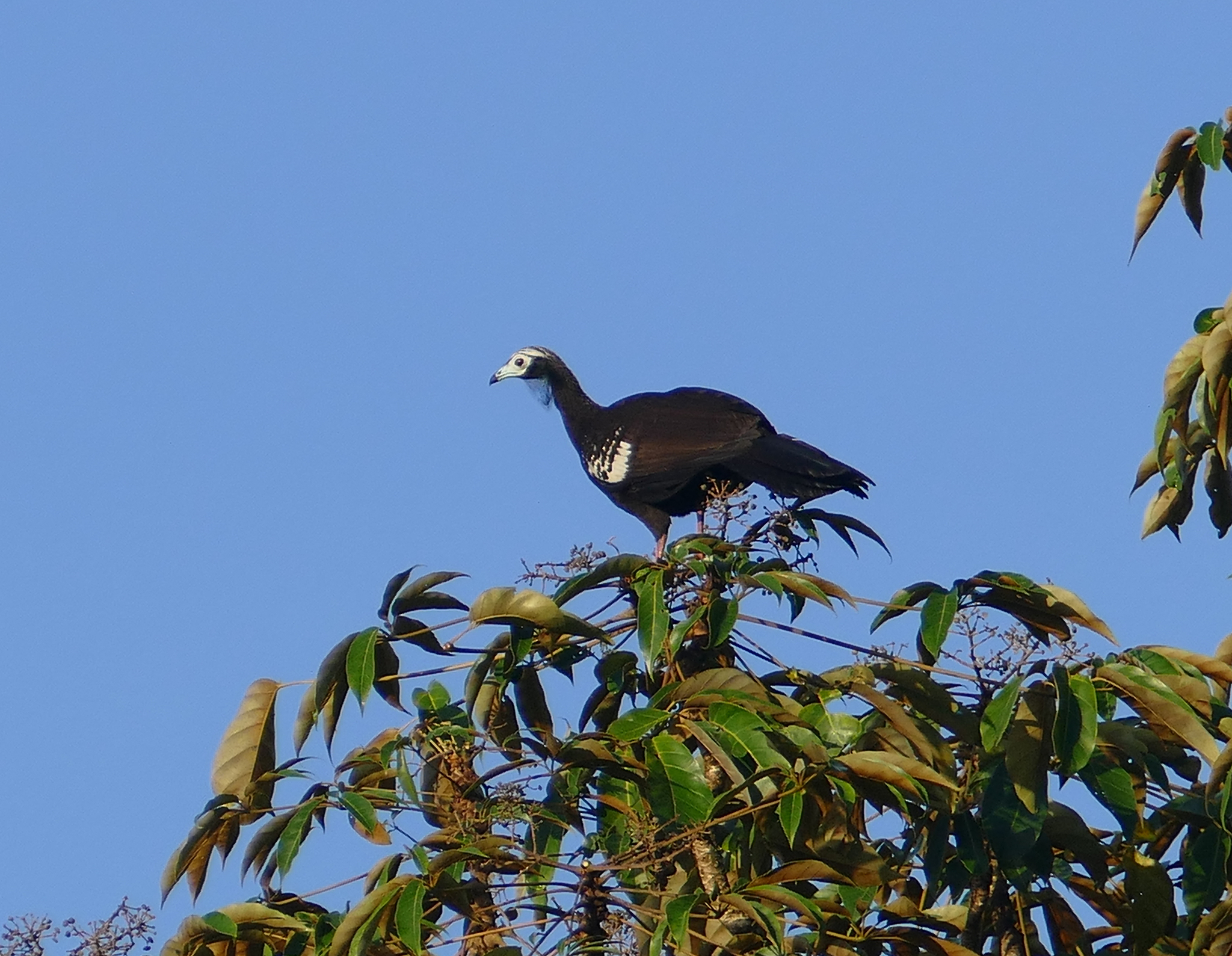 Trinidad Piping-Guan illustration