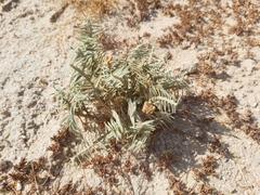 Aeluropus lagopoides