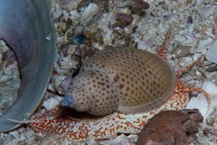 Zemiropsis papillaris