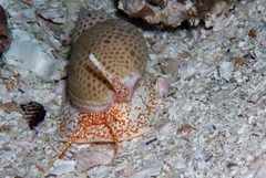 Zemiropsis papillaris