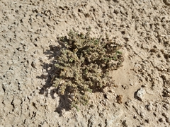 Herniaria hemistemon