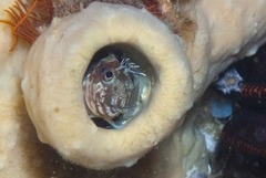 Chalaroderma ocellata