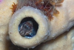 Chalaroderma ocellata
