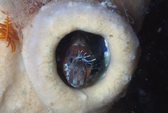 Chalaroderma ocellata