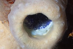 Chalaroderma ocellata