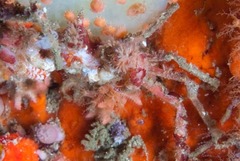 Achaeopsis spinulosa