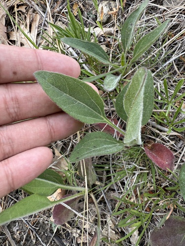 Western sunflower